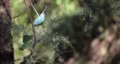 Travel Zone Bird Watching Shimla