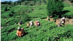 Travel Zone Palampur Tea Garden