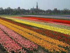 Keukenhof 