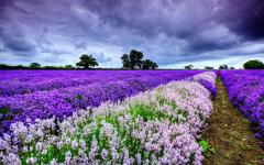 Travel Zone Saffron Fields